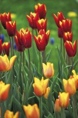 Bed of tulips (Tulipa)