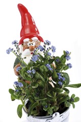 Garden gnome with forget-me-nots