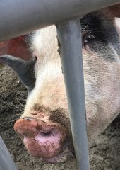  cochon