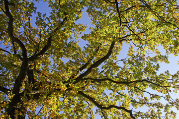 Old english oak - pedunculate oak - leaves in autumn colours - colourful foliage