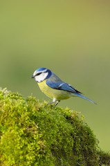Blue Tit (Parus caeruleus), n mossy stone