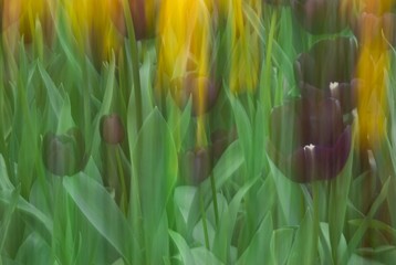 Obrazy na Szkle  Tulipany (Tulipa), Keukenhof, Holandia, Holandia, Europa