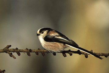 Obraz premium Long-tailed tit (Aegithalos caudatus) f