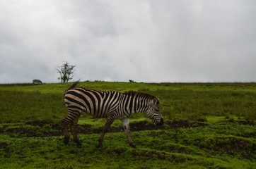 Obraz premium The African animals. Tanzania