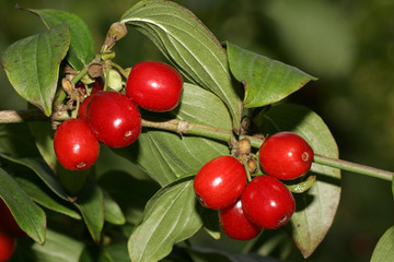 Cornelian cherry - branch with berries - fruits (Cornus mas)