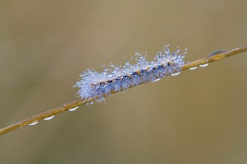 Caterpillar butterfly with dew