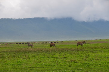 The African animals. Tanzania