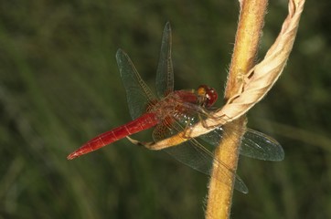 Scarlet Dragonfly, Crocothemis erythraea