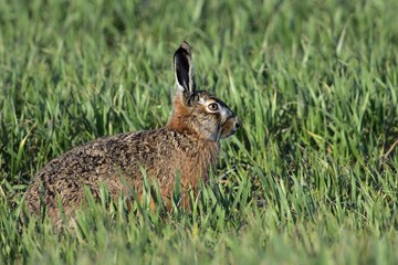 European hare (Lepus europaeus)