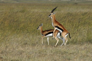 Springbok Antelopes, pairing (Antidorcas marsupialis), Masai Mara, Kenya, Africa
