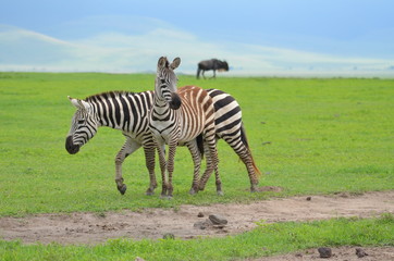 The African animals. Tanzania