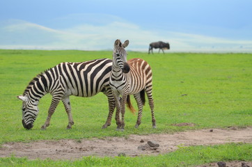 Fototapeta na wymiar The African animals. Tanzania