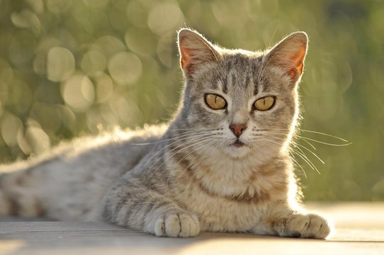 Young grey tabby cat, lying down