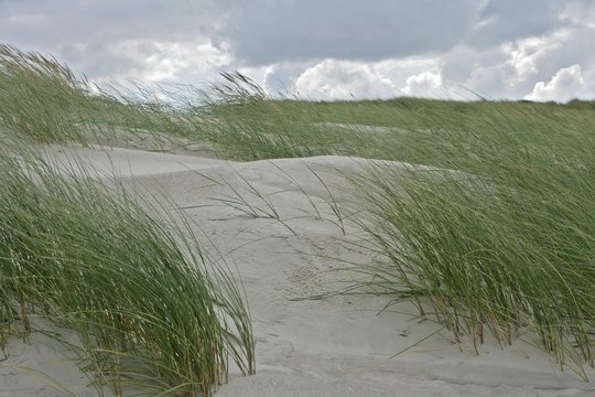 Marram Grasses (Ammophila arenaria) growing on a sand dune, Juist Island, Lower Saxony, Germany, Europe