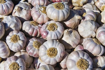 Garlic (Allium sativum)