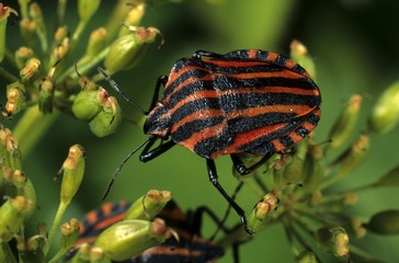 Striped Shield Bug (Graphosoma lineatum)