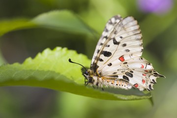 Eastern Festoon female (Allancastria cerisyi)