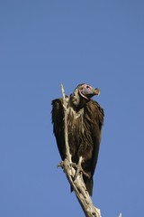 Lappet-faced Vulture or Nubian Vulture (Aegypius tracheliotus, Torgos tracheliotus)