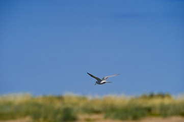 Arctic Tern (Sterna paradiesaea), Harilaid Peninsula, Vilsandi National Park, Saaremaa, Baltic Sea Island, Estonia, Baltic States, Northeast Europe, Europe
