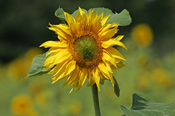 Common sunflower (Helianthus annuus)