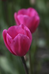 Tulips (Tulipa)