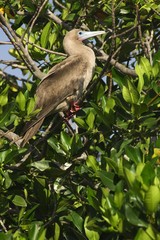 Red-footed Booby (Sula sula), Genovesa Island, Galapagos Islands, UNESCO World Heritage Site, Ecuador, South America