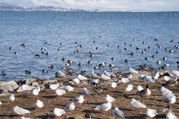 水鳥の群れ