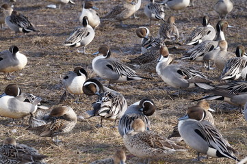 Obraz premium オナガカモの群れ