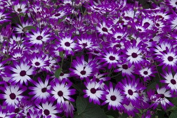 Pericallis (Pericallis), Keukenhof, Holland, Netherlands, Europe