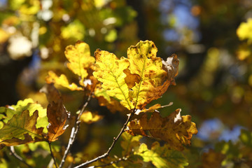 Autumnal oak, Pedunculate Oak (Quercus robur)