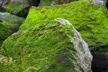 Fototapeta na wymiar Rocks covered in algae, Corniche Basque, Saint-Jean-de-Luz, Aquitaine, France, Europe