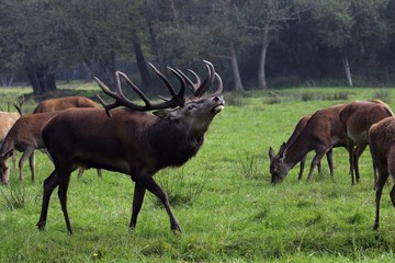 Naklejka na ściany i meble Red stag during the rut - red deer (Cervus elaphus)