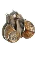 Burgundy snails, Roman snails, edible snails or escargots (Helix pomatia), mating, exchange of spermatophores