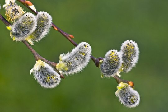 Pussy Willows (Salix caprea, Pendula variety) aka Goat Willow or Great Sallow