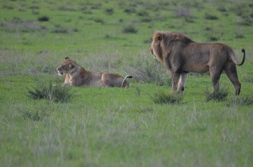 The African animals. Tanzania