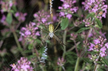 Wasp Spider (Argyope bruennichi), Argiope family, small spider in a web woven in Wild Thyme (Thymus serpyllum)