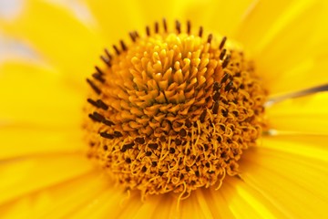 Smooth oxeye, Heliopsis scabra Karat