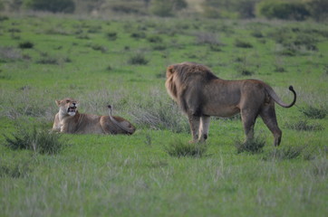 The African animals. Tanzania