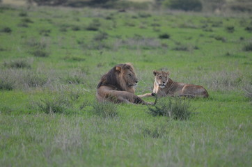 The African animals. Tanzania
