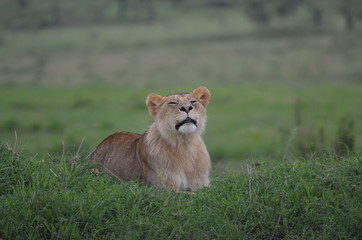 The African animals. Tanzania