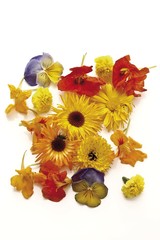 Various medicinal plant blossoms: pot marigold, nasturtium, violet and marigold