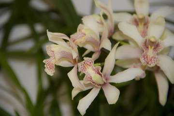 colorful orchid parasitic plants bloomed in spring