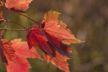 red maple leaves on a tree