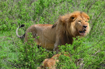 Naklejka premium The African animals. Tanzania