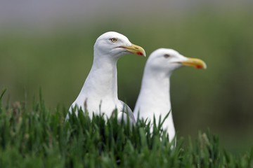 Herring gull  pair of herring gulls (Larus argentatus)