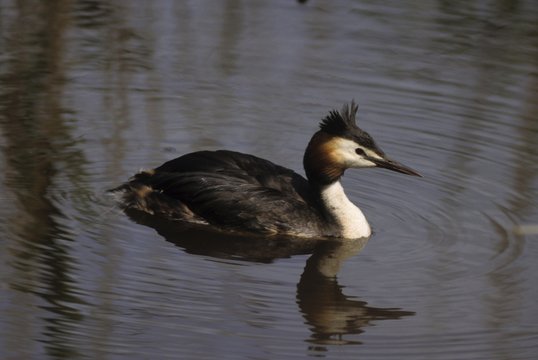 Great Crested Grebe (Podiceps cristatus), Podicipedidae family of freshwater diving birds