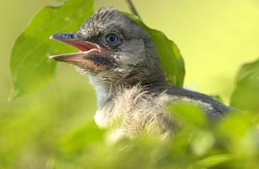 Young Eurasian Jay (Garrulus glandarius)