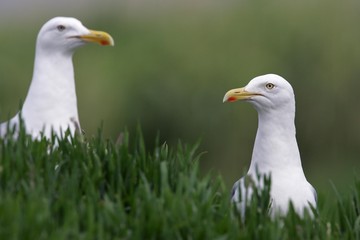 Herring gull  pair of herring gulls (Larus argentatus)