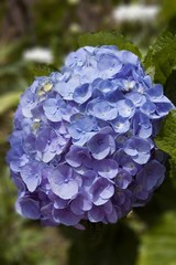Blooming Hortensia, Hydrangea macrophylla