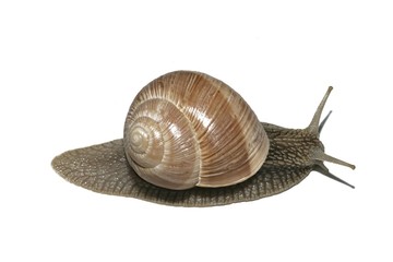 Burgundy snail, Roman snail, edible snail or escargot (Helix pomatia)